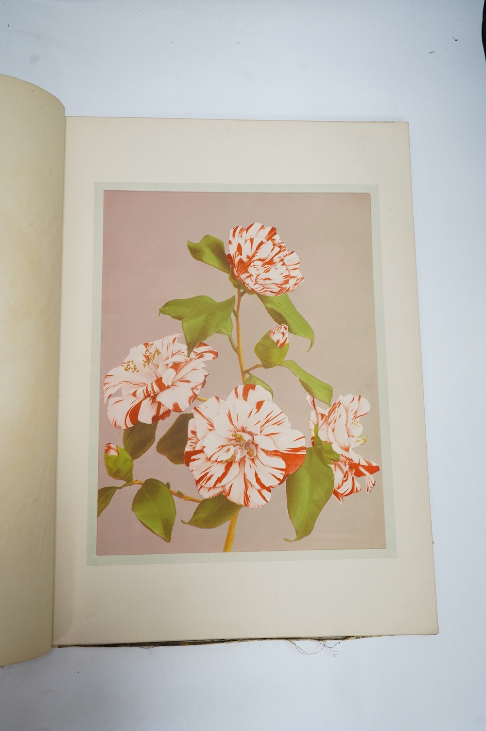 Ogawa, Kazumasa - Some Japanese Flowers. First Edition. 37 (ex.38) coloured collotype plates (within colour ruled borders, and with captioned guards); original patterned brocade cloth, ge., gold flecked cream e/ps. folio